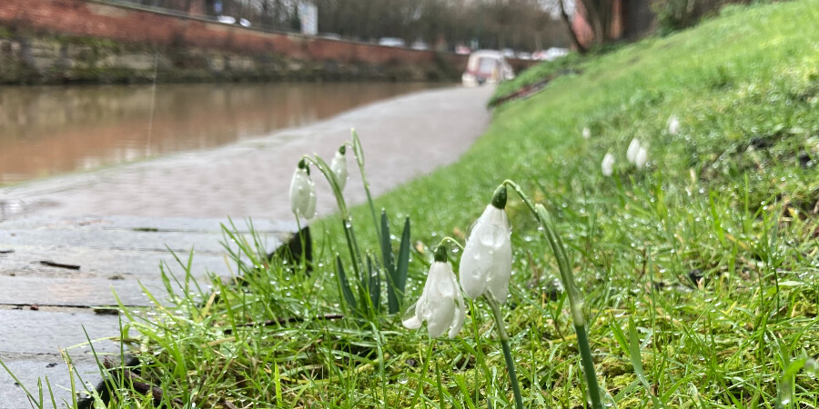 Wildflowers growing alongside the Nottingham & Beeston Canal