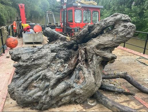 Tree trunk pulled from Severn