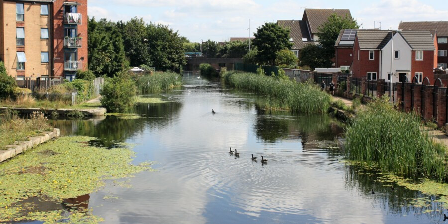 Picture of waterway with ducks, buildings and reeds