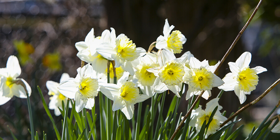 Image of Daffodils at Braunston