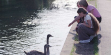 Family feeding swans on Hertford Union Canal