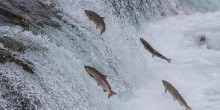Salmon jumping at a weir on the River Tyne at Hexham