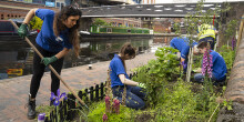 Volunteers planting plants along the towpath in Birmingham
