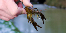 Close-up of hand holding a white-clawed crayfish