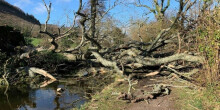 Picture of a fallen tree lying across the canal and towpath