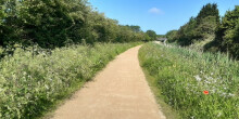 A towpath with high grass and wild flowers