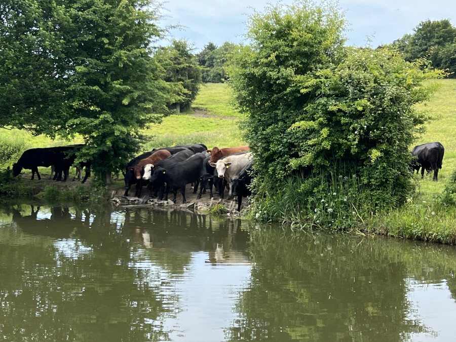 Taking in the moo, Kennet &amp; Avon Canal by Lee Whittick